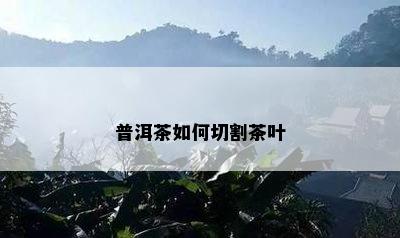 普洱茶如何切割茶叶