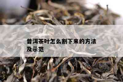 普洱茶叶怎么割下来的方法及示范