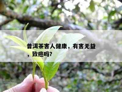 普洱茶害人健康，有害无益，致癌吗？