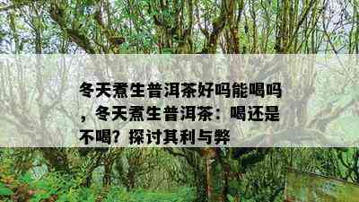 冬天煮生普洱茶好吗能喝吗，冬天煮生普洱茶：喝还是不喝？探讨其利与弊