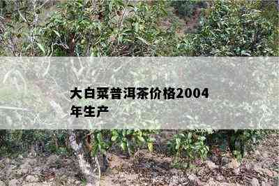 大白菜普洱茶价格2004年生产