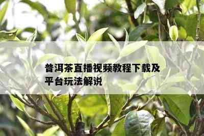 普洱茶直播视频教程下载及平台玩法解说