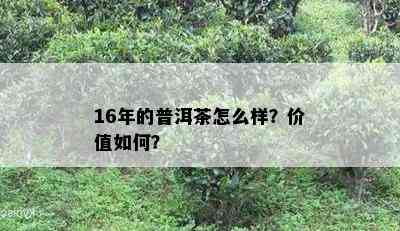 16年的普洱茶怎么样？价值如何？