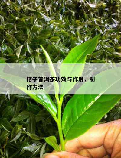 桔子普洱茶功效与作用，制作方法