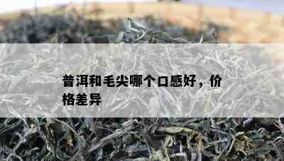 普洱和毛尖哪个口感好，价格差异