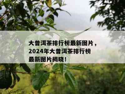 大普洱茶排行榜最新图片，2024年大普洱茶排行榜最新图片揭晓！