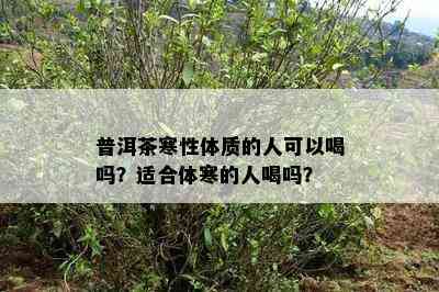 普洱茶寒性体质的人可以喝吗？适合体寒的人喝吗？