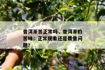 普洱茶苦正常吗，普洱茶的苦味：正常现象还是质量问题？