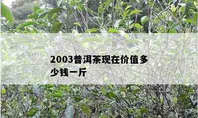 2003普洱茶现在价值多少钱一斤