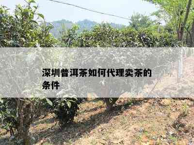 深圳普洱茶如何代理卖茶的条件