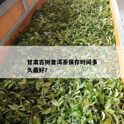 甘肃古树普洱茶保存时间多久更好？