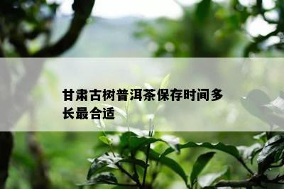 甘肃古树普洱茶保存时间多长最合适