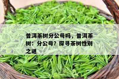 普洱茶树分公母吗，普洱茶树：分公母？探寻茶树性别之谜