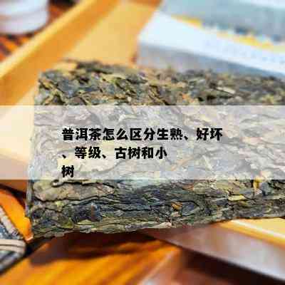 普洱茶怎么区分生熟、好坏、等级、古树和小
树