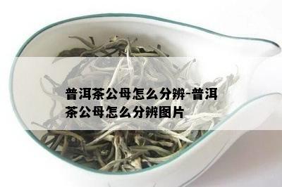 普洱茶公母怎么分辨-普洱茶公母怎么分辨图片