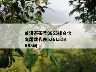 普洱茶茶号8853排名含义尾数代表5361518663码