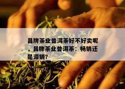 昌牌茶业普洱茶好不好卖呢，昌牌茶业普洱茶：畅销还是滞销？