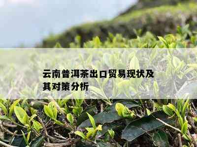 云南普洱茶出口贸易现状及其对策分析