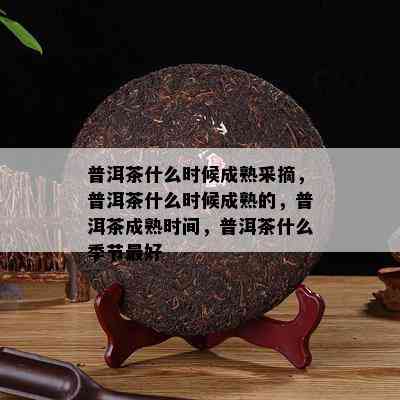 普洱茶什么时候成熟采摘，普洱茶什么时候成熟的，普洱茶成熟时间，普洱茶什么季节更好