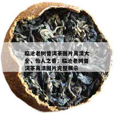 临沧老树普洱茶图片高清大全，怡人之香：临沧老树普洱茶高清图片完整展示