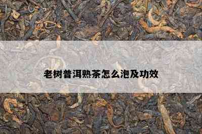 老树普洱熟茶怎么泡及功效