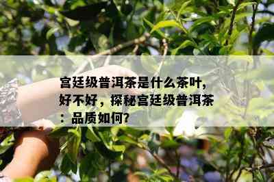 宫廷级普洱茶是什么茶叶,好不好，探秘宫廷级普洱茶：品质如何？