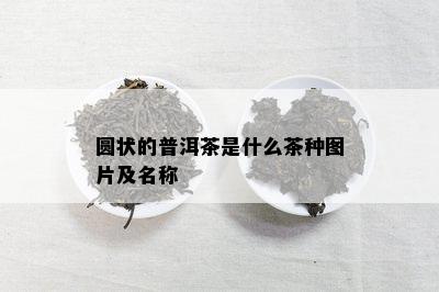 圆状的普洱茶是什么茶种图片及名称