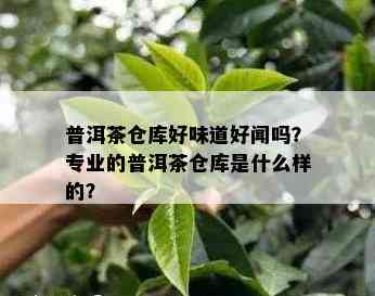 普洱茶仓库好味道好闻吗？专业的普洱茶仓库是什么样的？