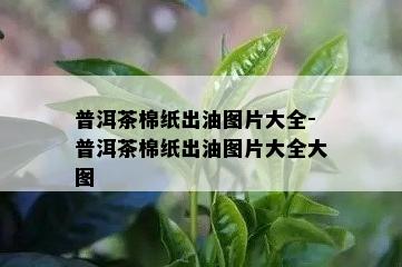 普洱茶棉纸出油图片大全-普洱茶棉纸出油图片大全大图