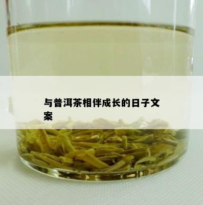 与普洱茶相伴成长的日子文案