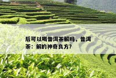 后可以喝普洱茶解吗，普洱茶：解的神奇良方？