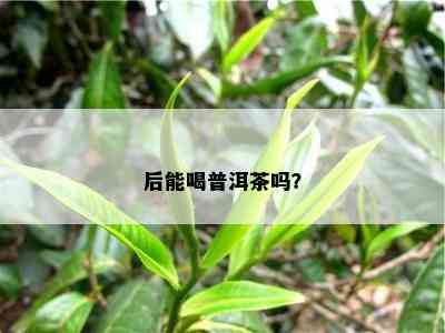 后能喝普洱茶吗？