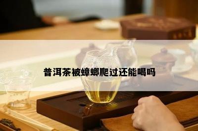 普洱茶被蟑螂爬过还能喝吗