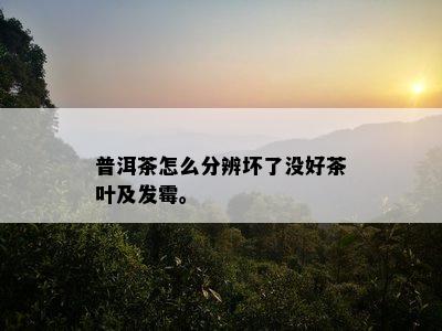 普洱茶怎么分辨坏了没好茶叶及发霉。