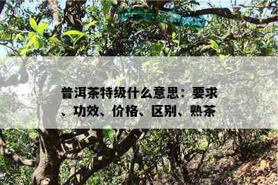 普洱茶特级什么意思：要求、功效、价格、区别、熟茶