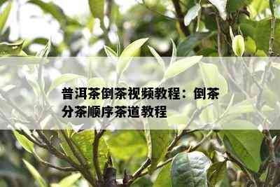 普洱茶倒茶视频教程：倒茶分茶顺序茶道教程