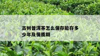 古树普洱茶怎么保存能存多少年及保质期