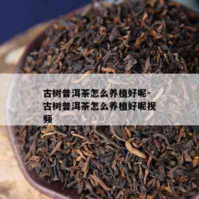 古树普洱茶怎么养植好呢-古树普洱茶怎么养植好呢视频