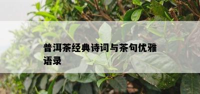 普洱茶经典诗词与茶句优雅语录