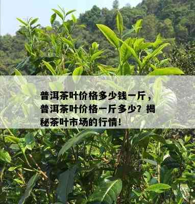 普洱茶叶价格多少钱一斤，普洱茶叶价格一斤多少？揭秘茶叶市场的行情！