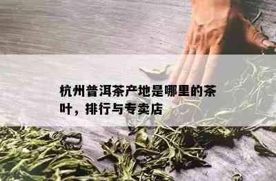 杭州普洱茶产地是哪里的茶叶，排行与专卖店