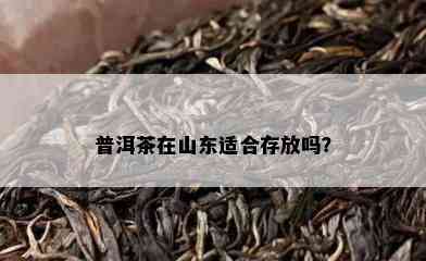 普洱茶在山东适合存放吗？