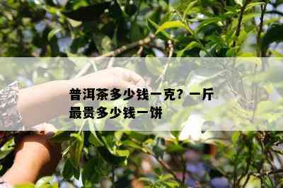 普洱茶多少钱一克? 一斤最贵多少钱一饼