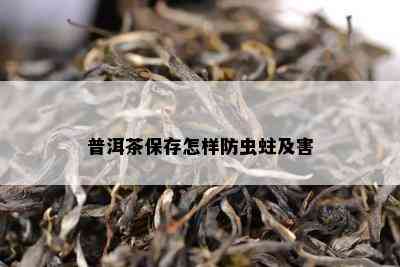 普洱茶保存怎样防虫蛀及害