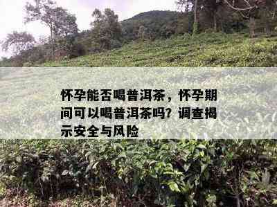 怀孕能否喝普洱茶，怀孕期间可以喝普洱茶吗？调查揭示安全与风险