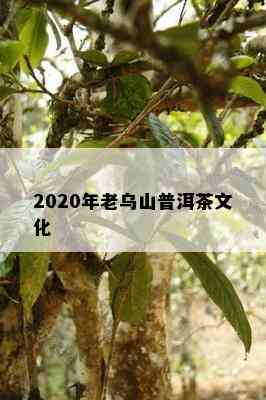 2020年老乌山普洱茶文化