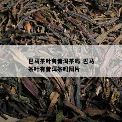 巴马茶叶有普洱茶吗-巴马茶叶有普洱茶吗图片