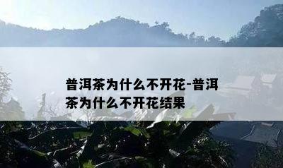 普洱茶为什么不开花-普洱茶为什么不开花结果