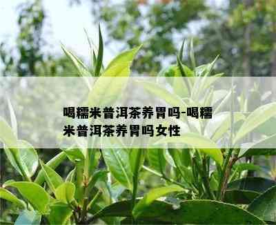 喝糯米普洱茶养胃吗-喝糯米普洱茶养胃吗女性