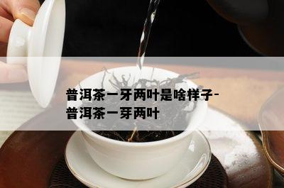 普洱茶一牙两叶是啥样子-普洱茶一芽两叶